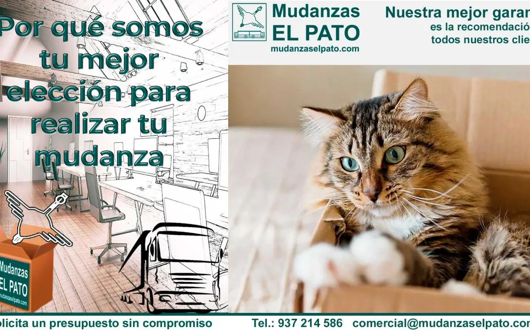 Consejos para evitar el estrés en tu Gato durante tu Mudanza