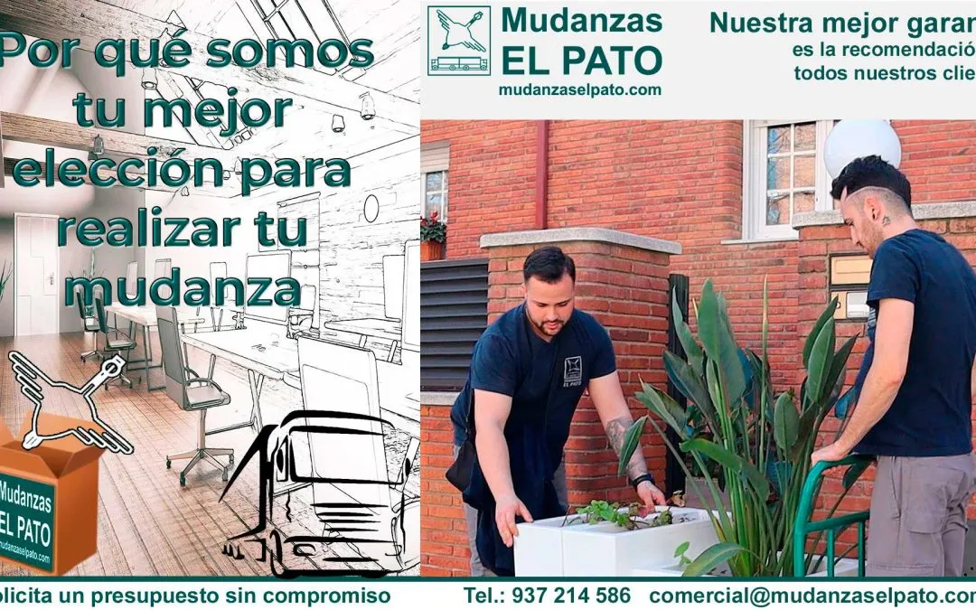Consejos para trasladar Plantas en tu Mudanza
