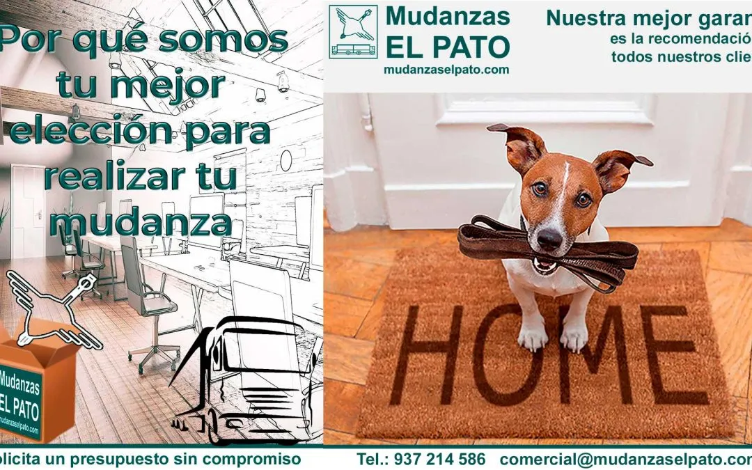 Consejos para una Mudanza con tu Perro