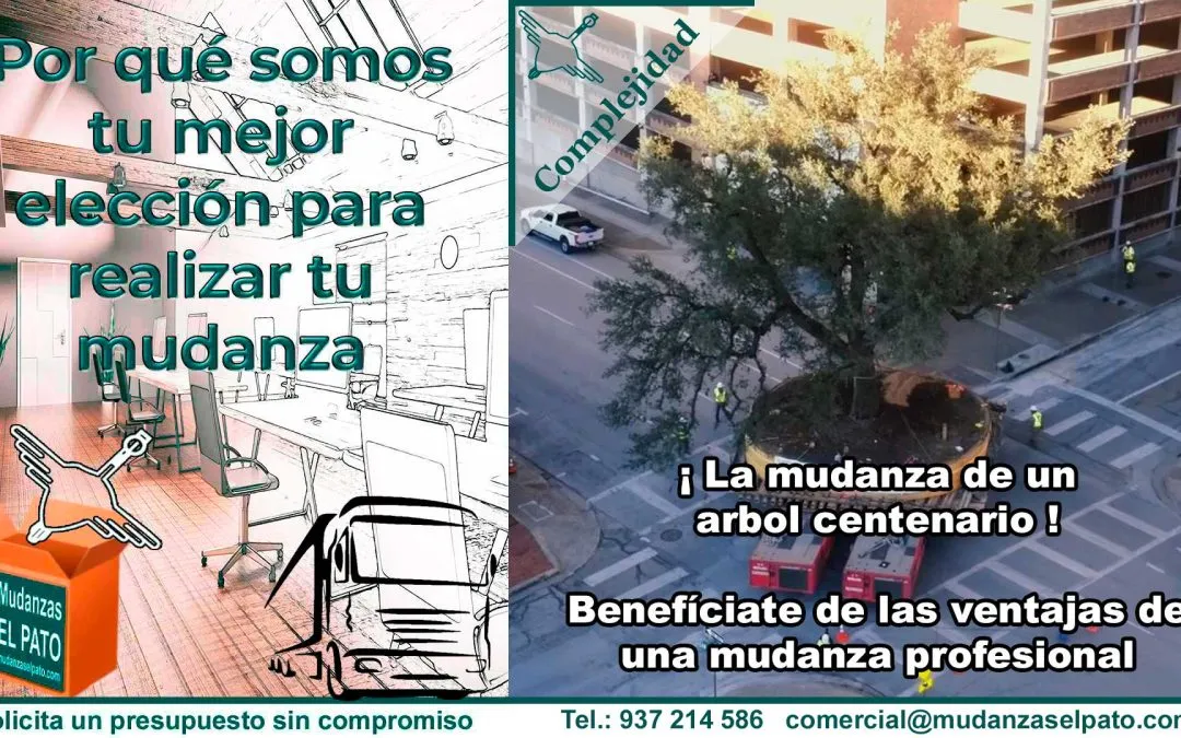 La mudanza de un árbol centenario