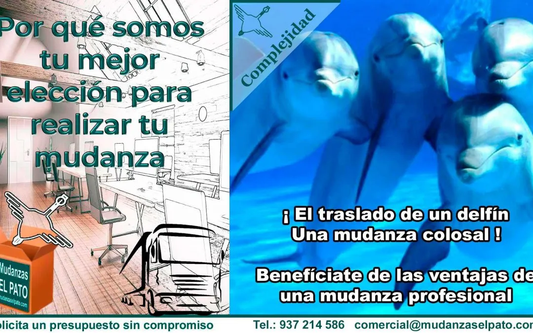 El traslado de un delfín – Una mudanza colosal