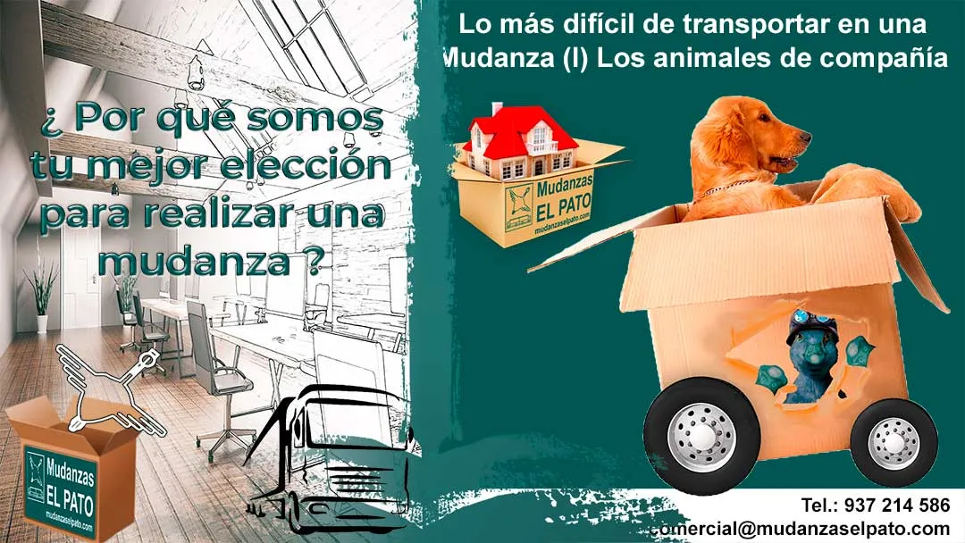 Lo más difícil de transportar en una Mudanza (1) Los Animales de Compañía
