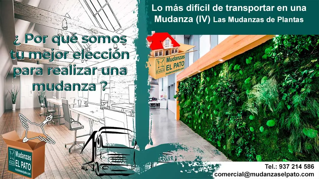 Lo más difícil de transportar en una Mudanza (4) Las Mudanzas de Plantas